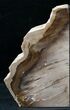 Oregon Petrified Wood Bookends - Ash #12664-4